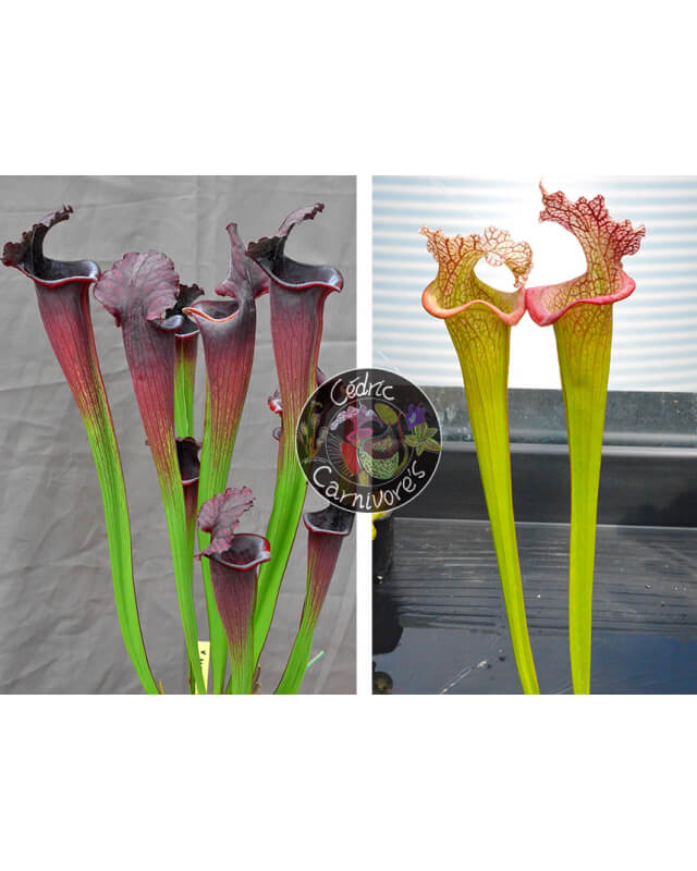 (Rudolf 2 x leucophylla Milton) x Inspiration-sx44a x (S.Juthatip soper x SXM31 S.x Moorei -- 'Adrian Slack'cl2)-Sarracenia seeds 2023
