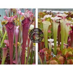 S. Leucophylla ‘Dracula’ x S. ‘Iamsatyricon’-Graines Sarracenia 2024