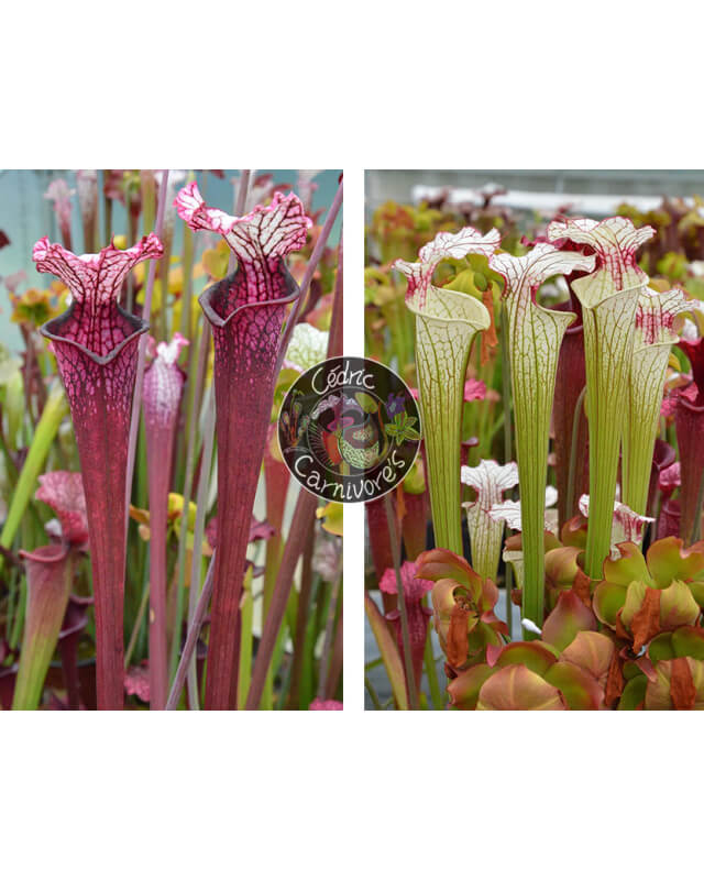 S. Leucophylla ‘Dracula’ x S. ‘Iamsatyricon’-Graines Sarracenia 2024