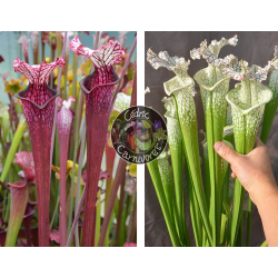 S. Leucophylla ‘Dracula’ x (SL69 S. leucophylla -- white top x SL13 S. leucophylla -- large pink)-Sarracenia seeds 2024