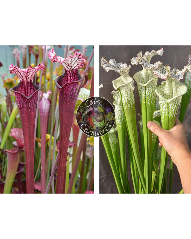 S. Leucophylla ‘Dracula’ x (SL69 S. leucophylla -- white top x SL13 S. leucophylla -- large pink)-Graines Sarracenia 2024