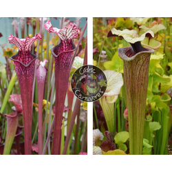 S. Leucophylla ‘Dracula’ x S. ‘French porcelaine’-Graines Sarracenia 2024