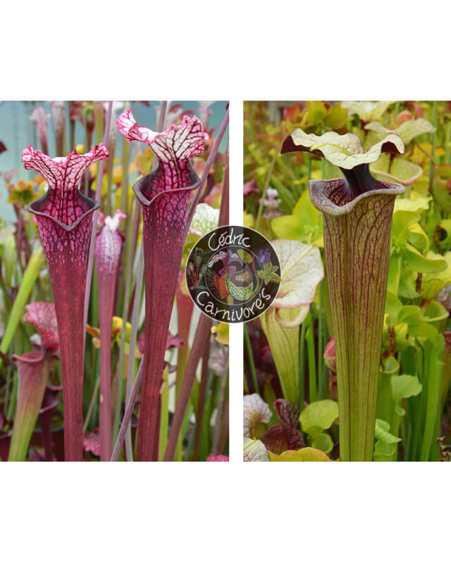 S. Leucophylla ‘Dracula’ x S. ‘French porcelaine’-Sarracenia seeds 2024