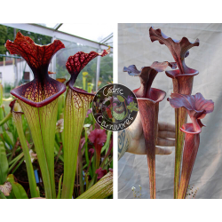 SXM67 S.x Moorei -- 'Esme Cowlard x S. ‘Emilie’-Graines Sarracenia 2024