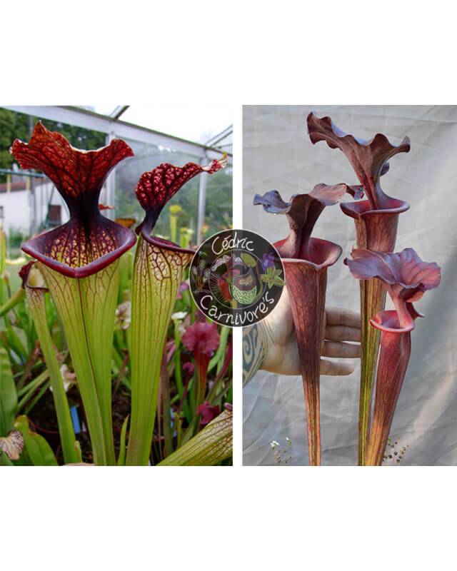 SXM67 S.x Moorei -- 'Esme Cowlard x S. ‘Emilie’-Sarracenia seeds 2024