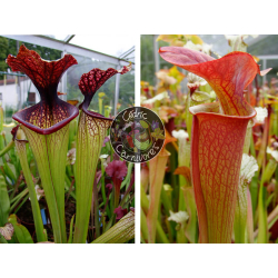 SXM67 S.x Moorei -- 'Esme Cowlard x SX33 S.'Orange Fire'-Graines Sarracenia 2024