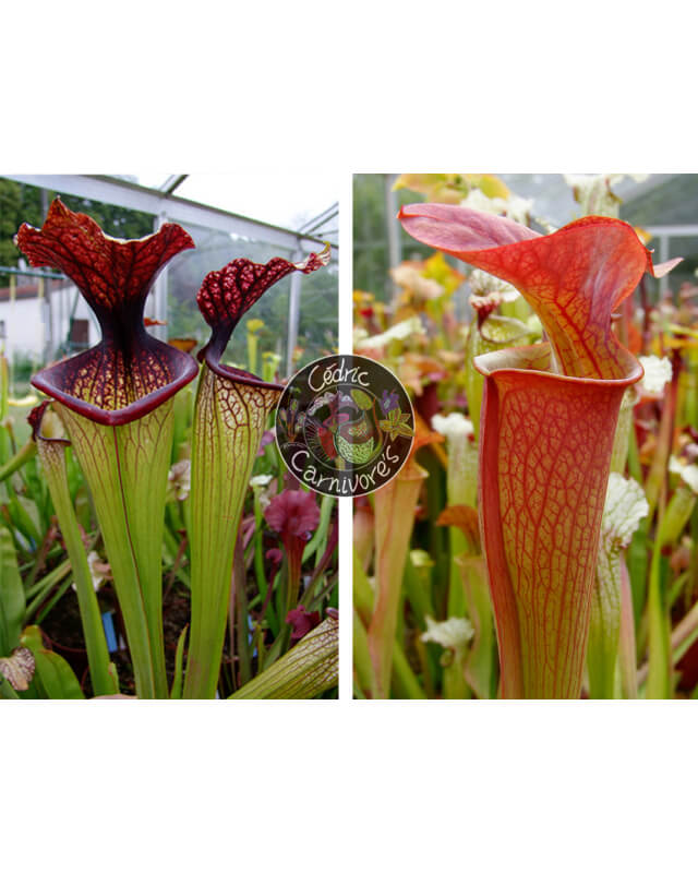 SXM67 S.x Moorei -- 'Esme Cowlard x SX33 S.'Orange Fire'-Graines Sarracenia 2024