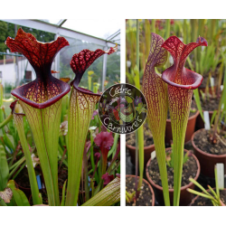 SXM67 S.x Moorei -- 'Esme Cowlard x (SXM63 S.x Moorei -- ''Elizabeth Aydon'' x SXM61 S.x Moorei -- “Timothy King” ) red-Graines Sarracenia 2024