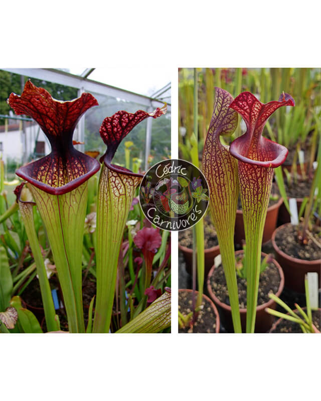 SXM67 S.x Moorei -- 'Esme Cowlard x (SXM63 S.x Moorei -- ''Elizabeth Aydon'' x SXM61 S.x Moorei -- “Timothy King” ) red-Graines Sarracenia 2024