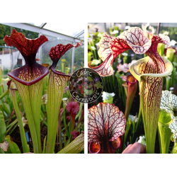 SXM67 S.x Moorei -- 'Esme Cowlard x S. ‘French cancan’-Graines Sarracenia 2024