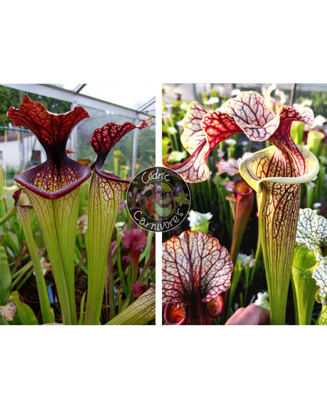 SXM67 S.x Moorei -- 'Esme Cowlard x S. ‘French cancan’-Sarracenia seeds 2024