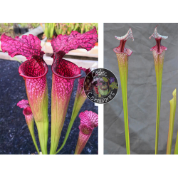 (SL51 S. leucophylla -- Burgundy x SX91 S. leucophylla x oreophila) x S. ‘Atlas 5’-Graines Sarracenia 2024
