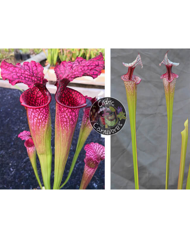 (SL51 S. leucophylla -- Burgundy x SX91 S. leucophylla x oreophila) x S. ‘Atlas 5’-Graines Sarracenia 2024