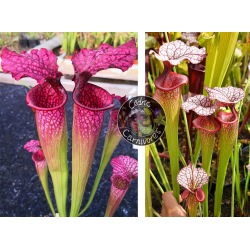(SL51 S. leucophylla -- Burgundy x SX91 S. leucophylla x oreophila) x S. x Moorei ‘adrian slack’-Graines Sarracenia 2024