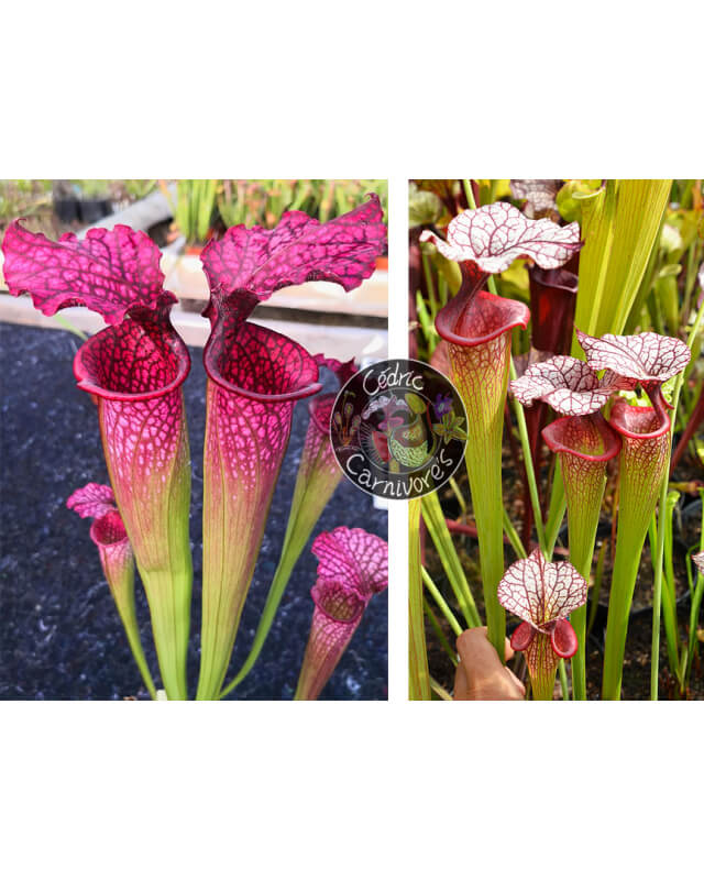 (SL51 S. leucophylla -- Burgundy x SX91 S. leucophylla x oreophila) x S. x Moorei ‘adrian slack’-Graines Sarracenia 2024