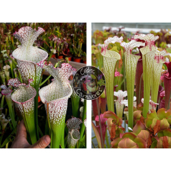 S. leucophylla – Wilkerson Bog (L104B, MK) x S. ‘Iamsatyricon’-Graines Sarracenia 2024