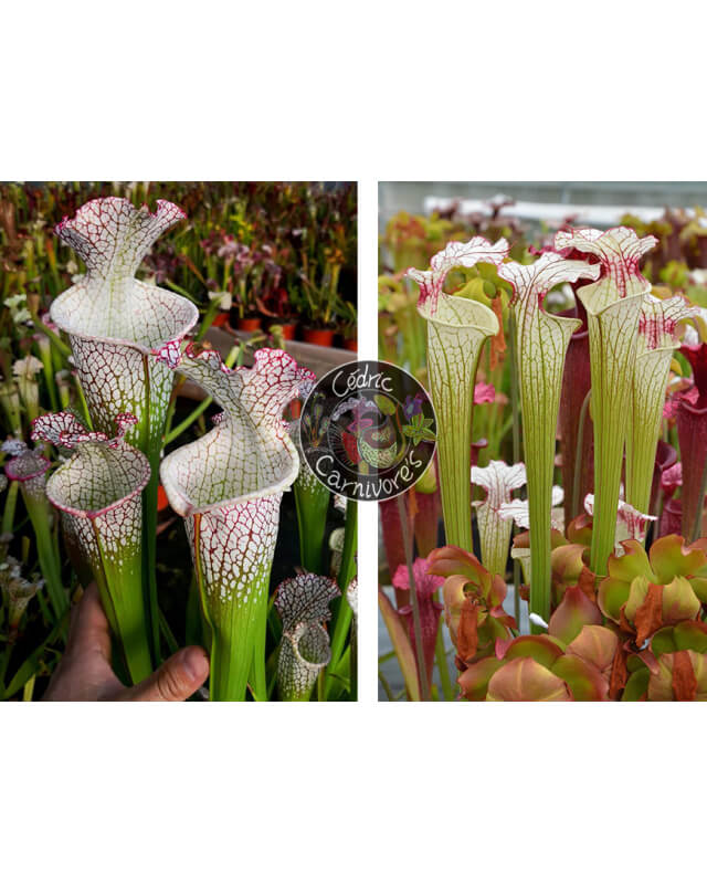S. leucophylla – Wilkerson Bog (L104B, MK) x S. ‘Iamsatyricon’-Graines Sarracenia 2024