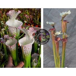 S. leucophylla – Wilkerson Bog (L104B, MK) x S. ‘Inspiration’-Graines Sarracenia 2024