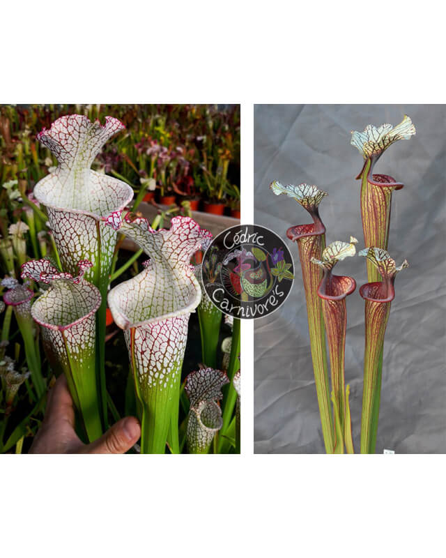 S. leucophylla – Wilkerson Bog (L104B, MK) x S. ‘Inspiration’-Graines Sarracenia 2024