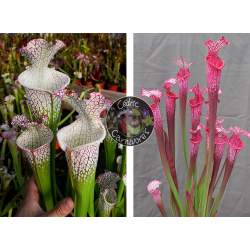 S. leucophylla – Wilkerson Bog (L104B, MK) x S. ‘l1a’ pink stabilo-Graines Sarracenia 2024