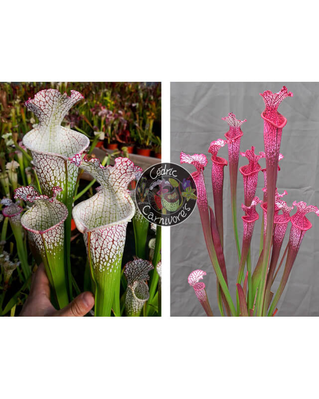 S. leucophylla – Wilkerson Bog (L104B, MK) x S. ‘l1a’ pink stabilo-Graines Sarracenia 2024