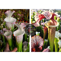 S. ‘l1a’ pink stabilo x SXM74 S.x Moorei "A Porais"-Graines Sarracenia 2024