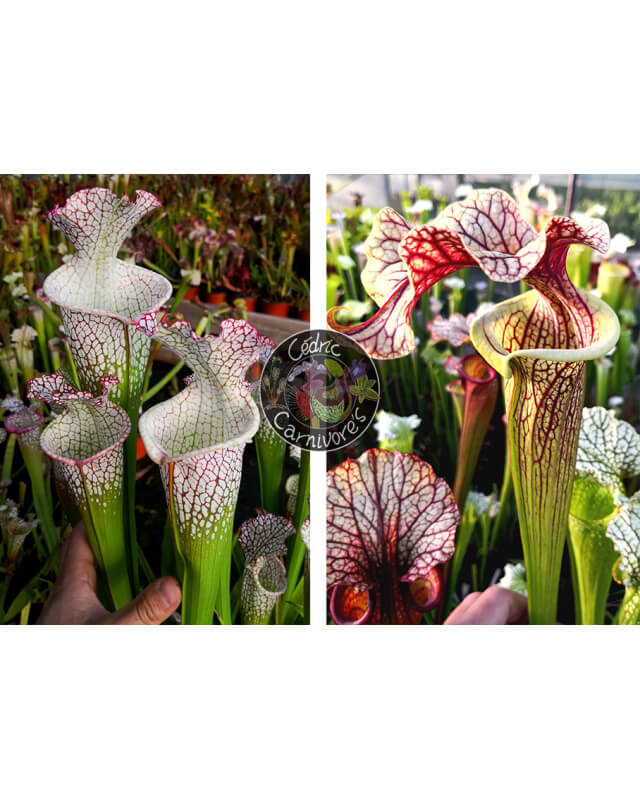 S. leucophylla – Wilkerson Bog (L104B, MK) x S. ‘French cancan’-Sarracenia seeds 2024