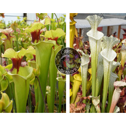 S. Leucophylla 'Dionne x S. ‘Iamsatyricon’-Graines Sarracenia 2024