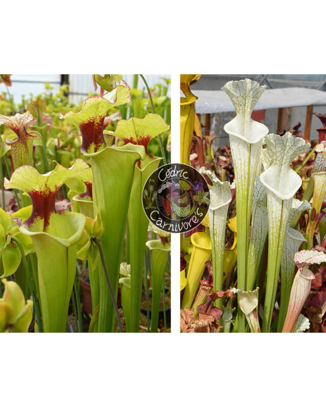 (leah x leah) x  S. Leucophylla hcw cl7-Graines Sarracenia 2024