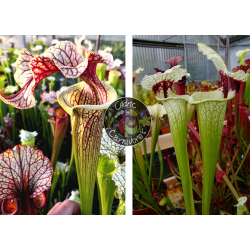 S. leucophylla – Wilkerson Bog (L104B, MK) x S. ‘Inspiration’-Graines Sarracenia 2024