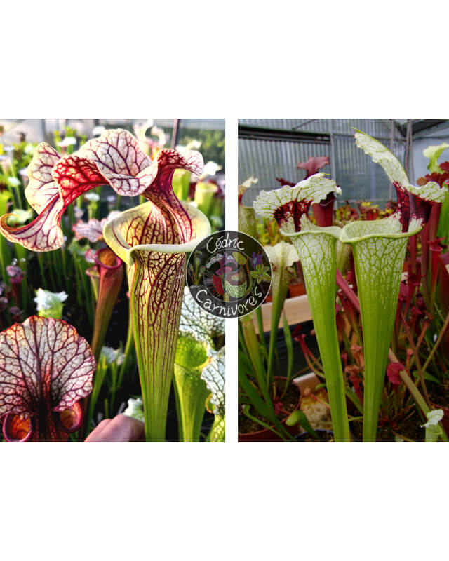 S. ‘French cancan’ x SXM74 S.x Moorei "A Porais"-Graines Sarracenia 2024