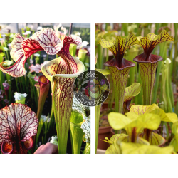 (SXM61 S.x Moorei -- “Timothy King”  x  SXM74 S.x Moorei "A Porais") x S. x Moorei ‘adrian slack’-Sarracenia seeds 2024