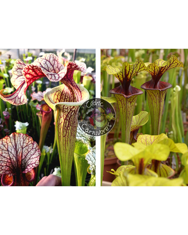 S. ‘French cancan’ x SFO10 S. flava var. ornata -- solid red throat-Graines Sarracenia 2024