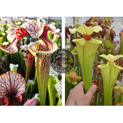S. Leucophylla 'Dionne x S. ‘Iamsatyricon’-Graines Sarracenia 2024