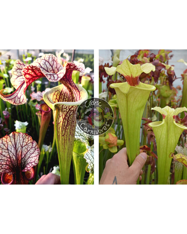 S. ‘French cancan’ x (SXM63 S.x Moorei -- ''Elizabeth Aydon'' x SXM61 S.x Moorei -- “Timothy King” ) vert-Graines Sarracenia 2024