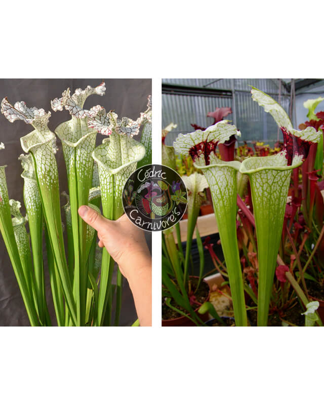 (SL69 S. leucophylla -- white top x SL13 S. leucophylla -- large pink ) x SXM74 S.x Moorei "A Porais"-Graines Sarracenia 2024