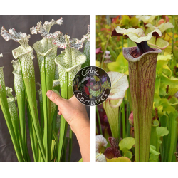 (SL51 S. leucophylla -- Burgundy x SX91 S. leucophylla x oreophila) x S. ‘Atlas 5’-Graines Sarracenia 2024