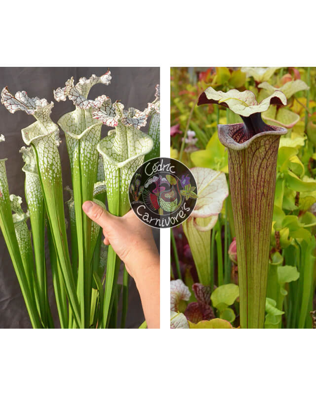 (SL69 S. leucophylla -- white top x SL13 S. leucophylla -- large pink ) x S. ‘French porcelaine’-Sarracenia seeds 2024