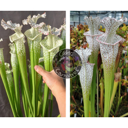 S. Leucophylla 'Dionne x S. ‘Iamsatyricon’-Graines Sarracenia 2024