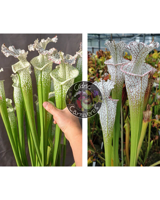 (SL69 S. leucophylla -- white top x SL13 S. leucophylla -- large pink ) x S. Leucophylla 'mont blanc'-Graines Sarracenia 2024