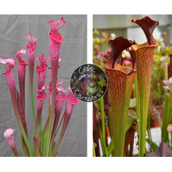 S. Leucophylla ‘Dracula’ x (SL69 S. leucophylla -- white top x SL13 S. leucophylla -- large pink)-Graines Sarracenia 2024