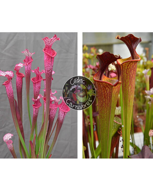 S. ‘l1a’ pink stabilo x (SFRB09 S.flava var rubricorpora - Heavy veined x SXM64 S.x Moorei -- 'Helen Mary')-Sarracenia seeds 2024