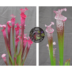 S. Leucophylla hcw cl7 x S. leucophylla -  milton cl15-Graines Sarracenia 2024