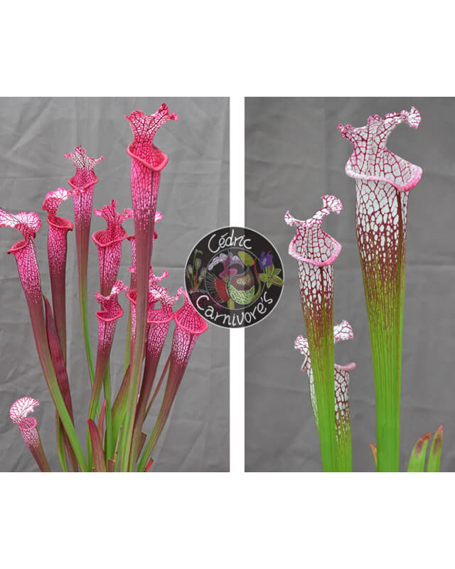 S. ‘l1a’ pink stabilo x SL13 S. leucophylla -- large pink lipped,Apalachicola-Graines Sarracenia 2024