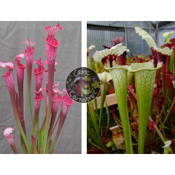 S. ‘l1a’ pink stabilo x SXM74 S.x Moorei "A Porais"-Graines Sarracenia 2024