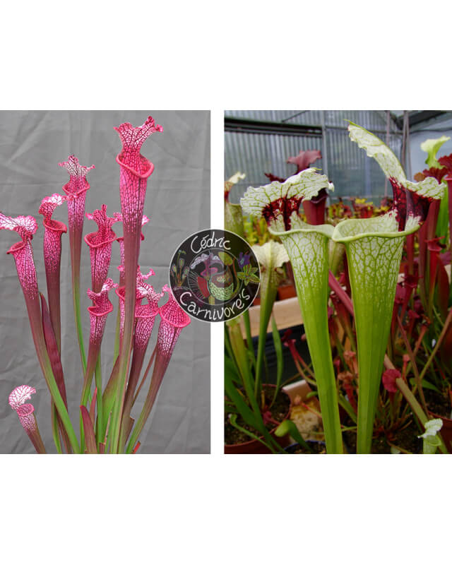 S. ‘l1a’ pink stabilo x SXM74 S.x Moorei "A Porais"-Graines Sarracenia 2024