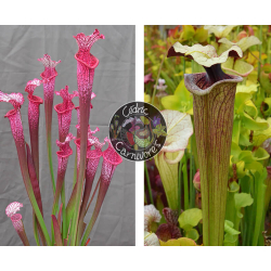(SL69 S. leucophylla -- Stocky white top x SL13 S. leucophylla -- large pink lipped,Apalachicola) X Sarracenia 'Iamsatyricon'-Graines Sarracenia 2024