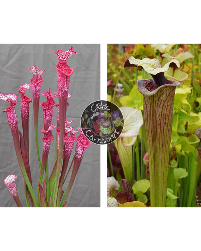 S. ‘l1a’ pink stabilo x S. ‘French porcelaine’-Graines Sarracenia 2024