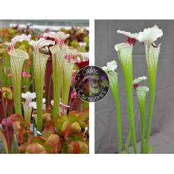 S. ‘Iamsatyricon’ x ( SOP06 S.leucophylla 'Wilkerson's Red Rocket' x SXM74 S.x Moorei "A Porais")-Graines Sarracenia 2024
