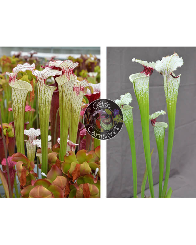 S. ‘Iamsatyricon’ x ( SOP06 S.leucophylla 'Wilkerson's Red Rocket' x SXM74 S.x Moorei "A Porais")-Graines Sarracenia 2024